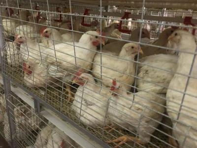 鑫眾農牧 年出欄肉雞600萬羽，產業鏈深度合作驅動降本增效